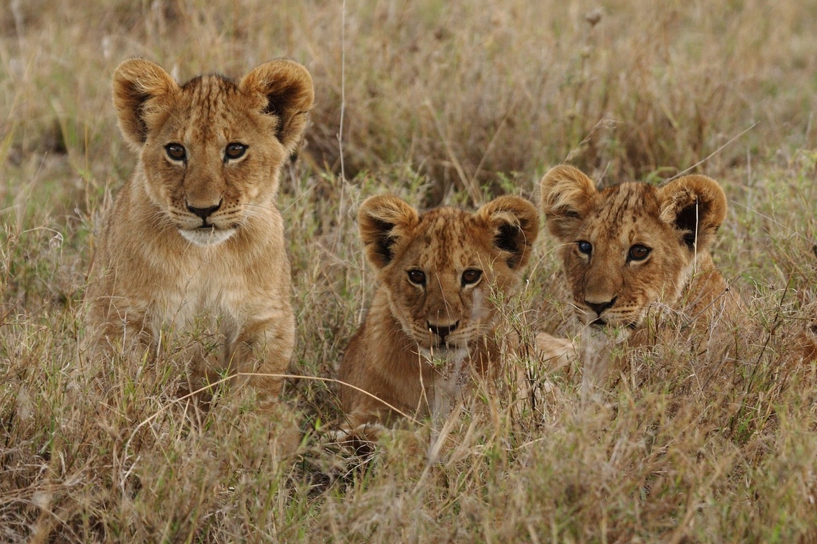 10 Most Amazing Pictures Of Cute Lion Cubs