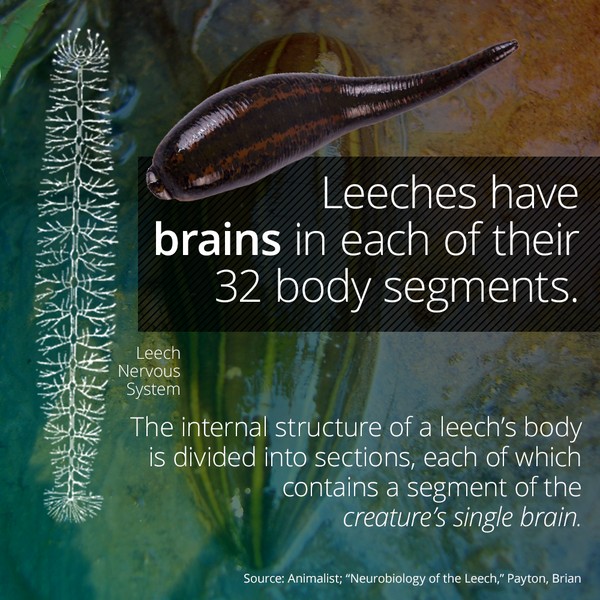 These animals have the most interesting and mysterious brains