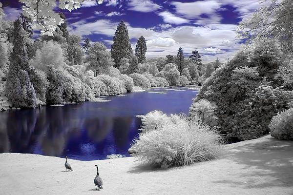 infrared photography examples
