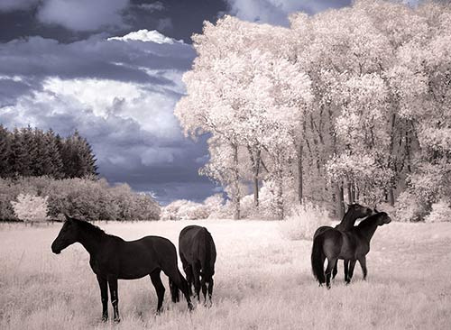 instantShift - Brilliant Examples of Infrared Photography instantShift - Brilliant Examples of Infrared Photography