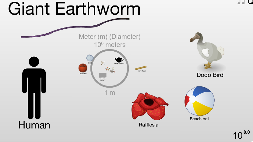 giant_earthworm