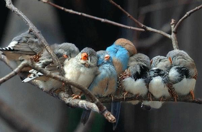 Cold_Bird__s_by_TrinityItachi