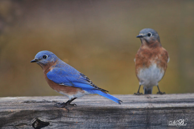 Curious_Baby_Birds_by_Silver_Dew_Drop