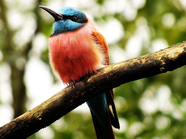 beautiful_bird_by_elvira1990-d49t438
