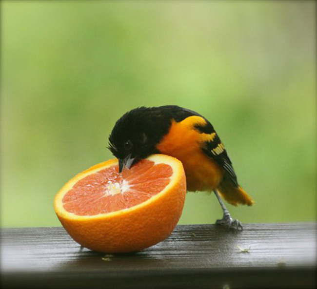 cute_bird_by_jake7799-d431uzl