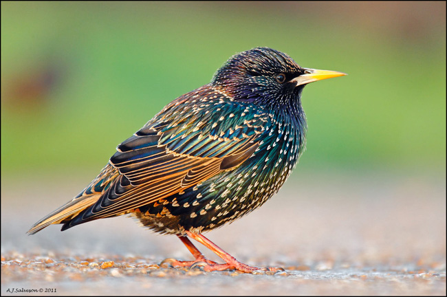 dpp_1dmkiv3841web_by_andy_j_s-d4i4hyl