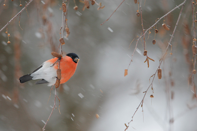 endagered___eurasian_bullfinch_by_phalalcrocorax-d45sn69