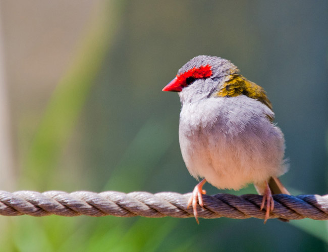 little_bird_by_ismaximum-d420sbk