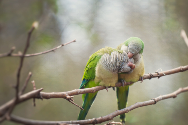 love_birds__by_toxic_designs_redux-d3ebfxs