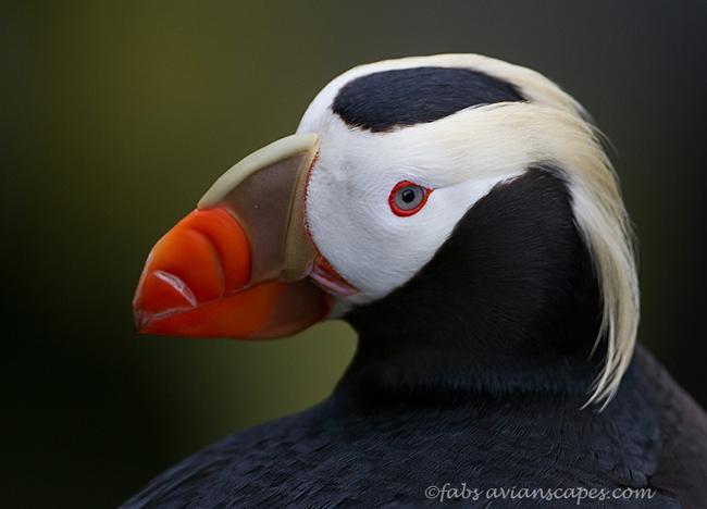 tufted_puffin_by_fforns-d484jgl