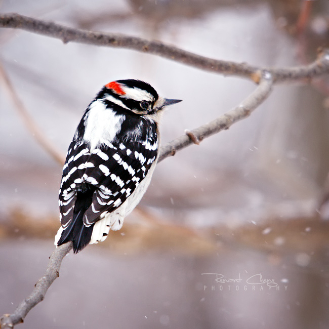 __winter_downy___by_ghopper99-d4n0aod
