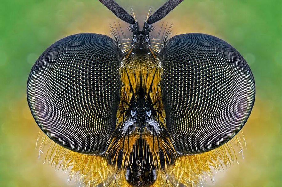 50+ Collection Of Amazing Macro Photography