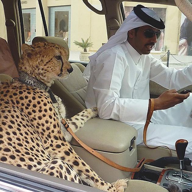 15 Crazy Things You Might See In Dubai