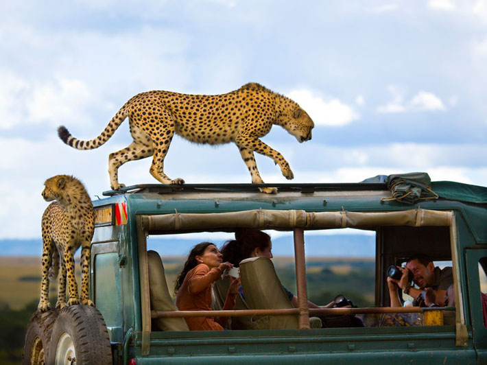 Cheetahs and Tourists, Kenya