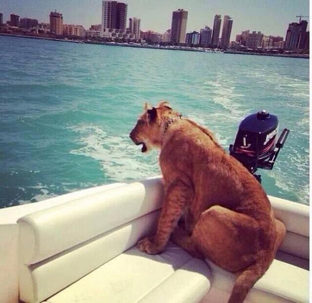 15 Crazy Things You Might See In Dubai