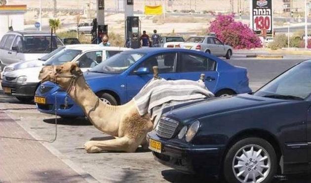 Crazy Things You Might See In Dubai
