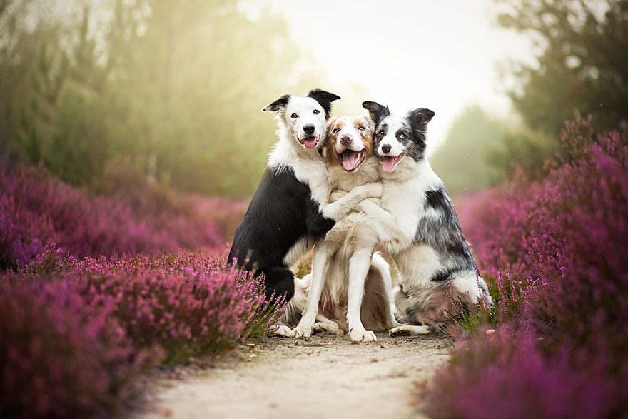 Dogs_by_Alicja_Zmyslowka_01