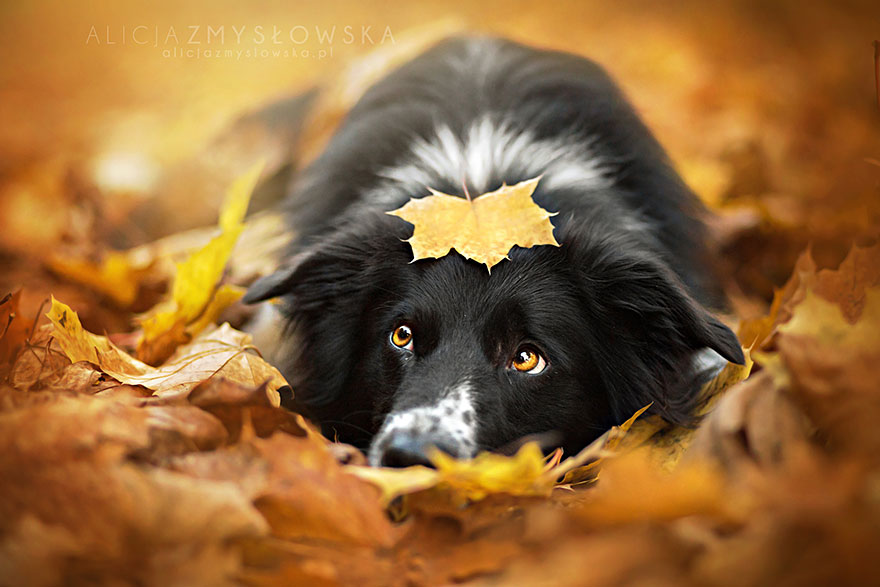 Dogs_by_Alicja_Zmyslowka_02