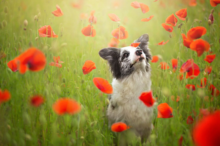 Dogs_by_Alicja_Zmyslowka_03
