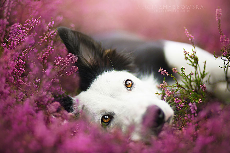 Dogs_by_Alicja_Zmyslowka_04
