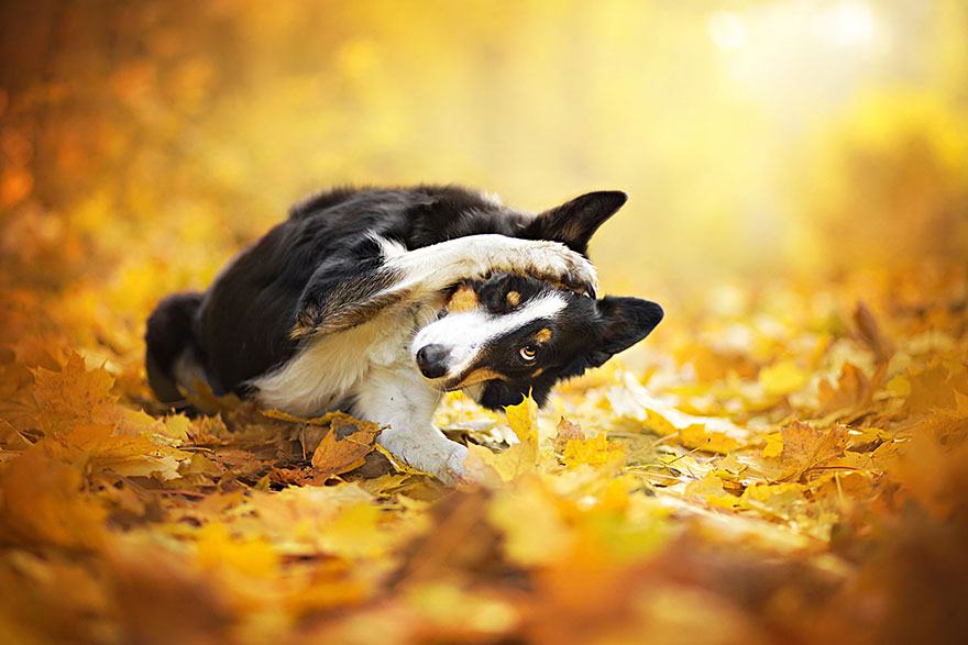 Dogs_by_Alicja_Zmyslowka_06