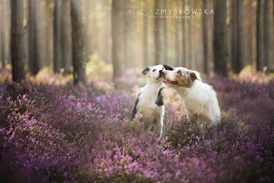 Dogs_by_Alicja_Zmyslowka_07