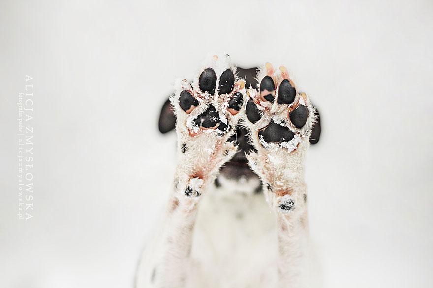 Dogs_by_Alicja_Zmyslowka_08