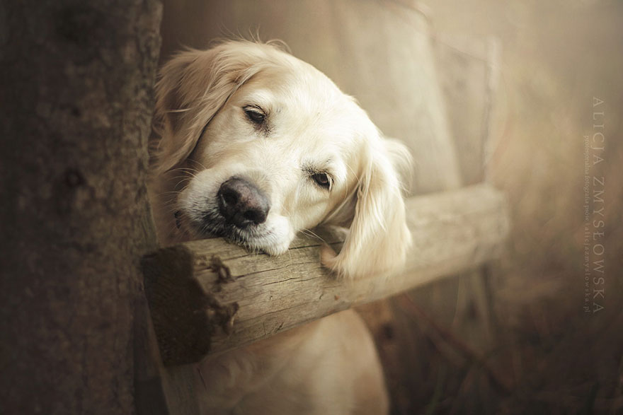 Dogs_by_Alicja_Zmyslowka_09