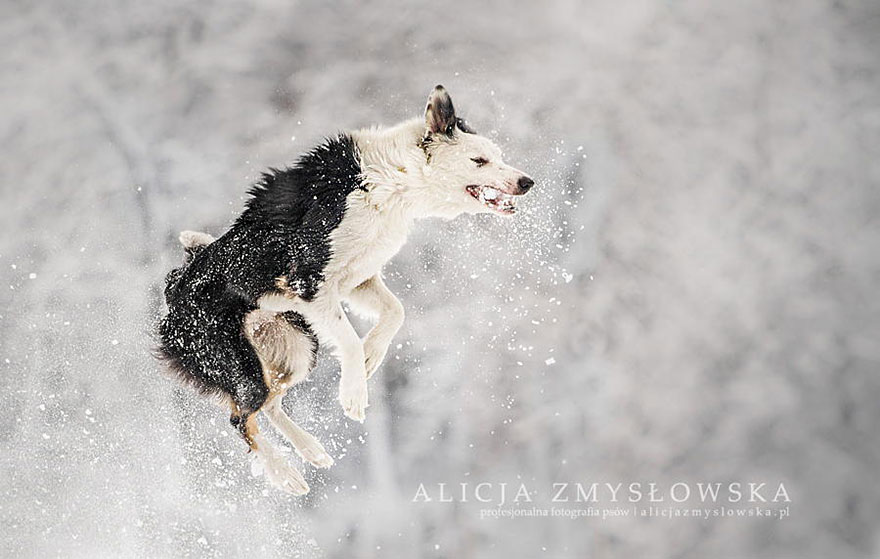 Dogs_by_Alicja_Zmyslowka_10