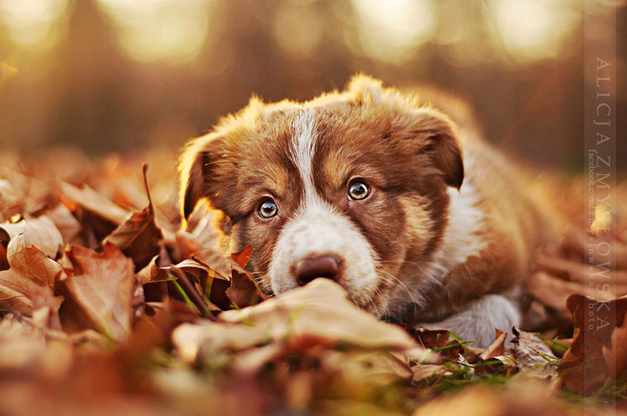 Dogs_by_Alicja_Zmyslowka_11