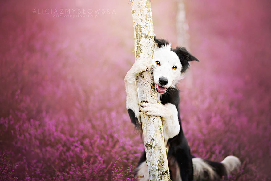Dogs_by_Alicja_Zmyslowka_12