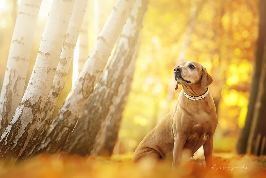 Dogs_by_Alicja_Zmyslowka_13