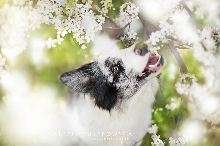 Dogs_by_Alicja_Zmyslowka_15