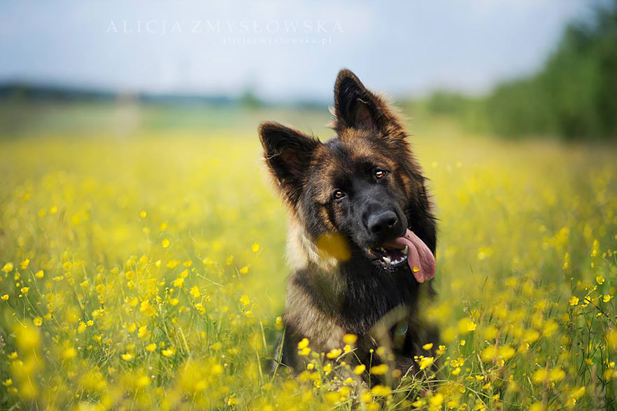 Dogs_by_Alicja_Zmyslowka_16