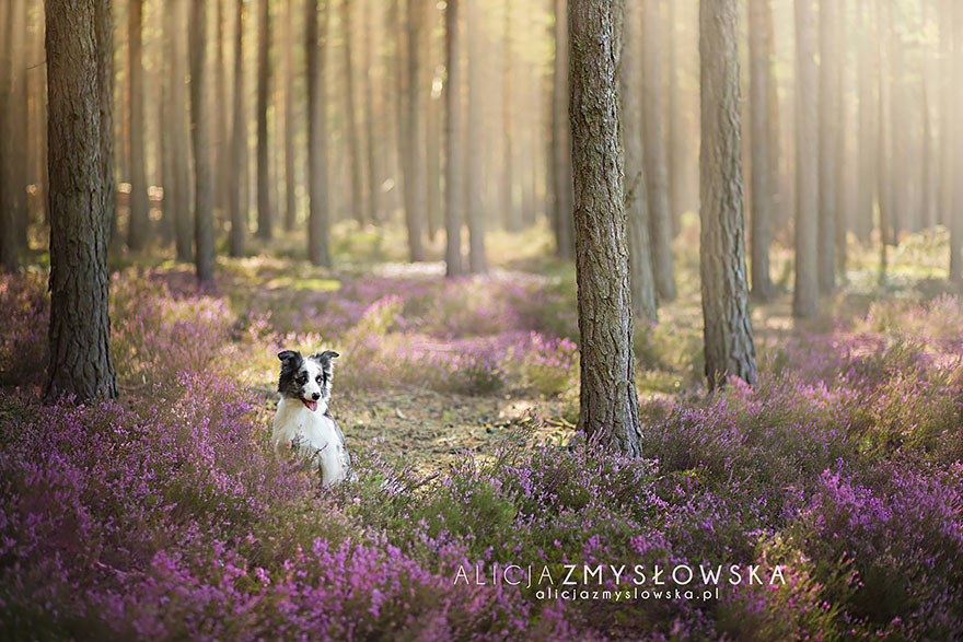 Dogs_by_Alicja_Zmyslowka_17