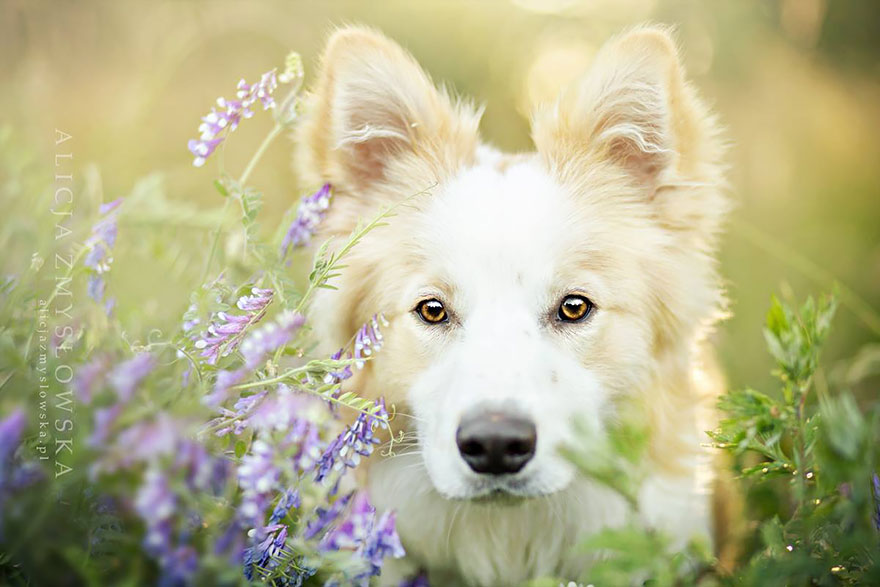 Dogs_by_Alicja_Zmyslowka_18
