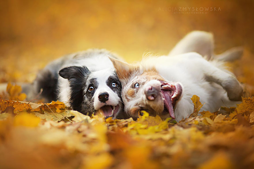 Dogs_by_Alicja_Zmyslowka_19