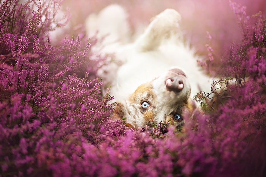 Dogs_by_Alicja_Zmyslowka_20