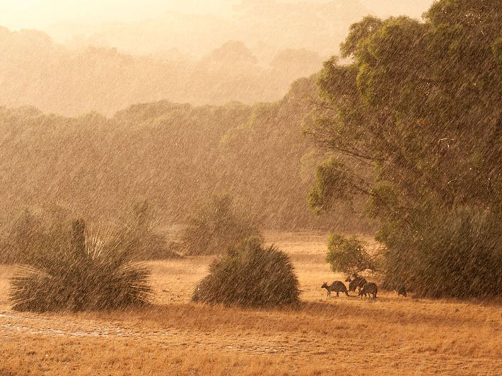 Kangaroos, Australia