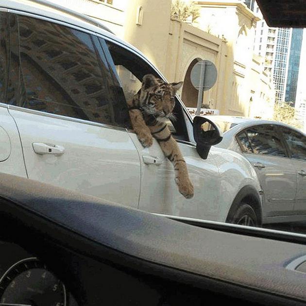 15 Crazy Things You Might See In Dubai