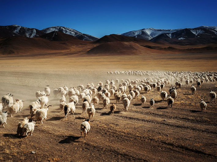 Sheep Encounter, China
