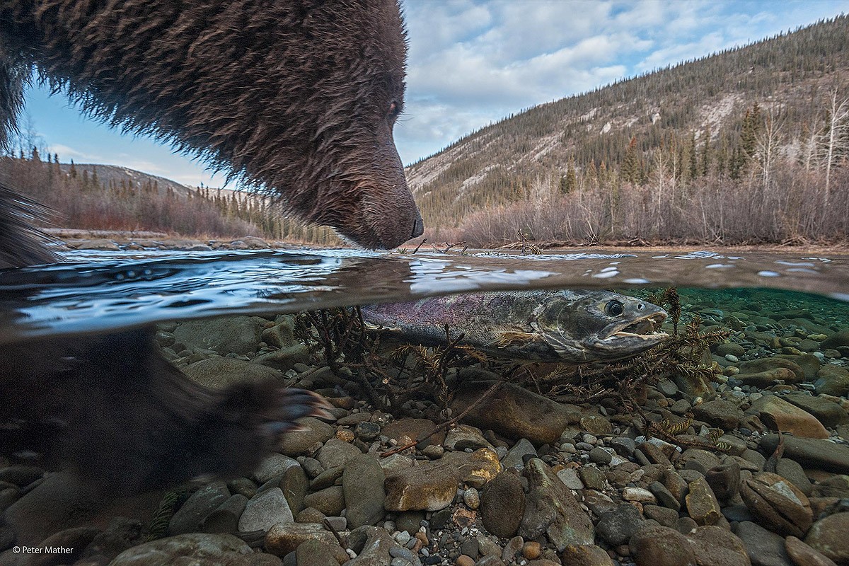Wildlifephotographer01