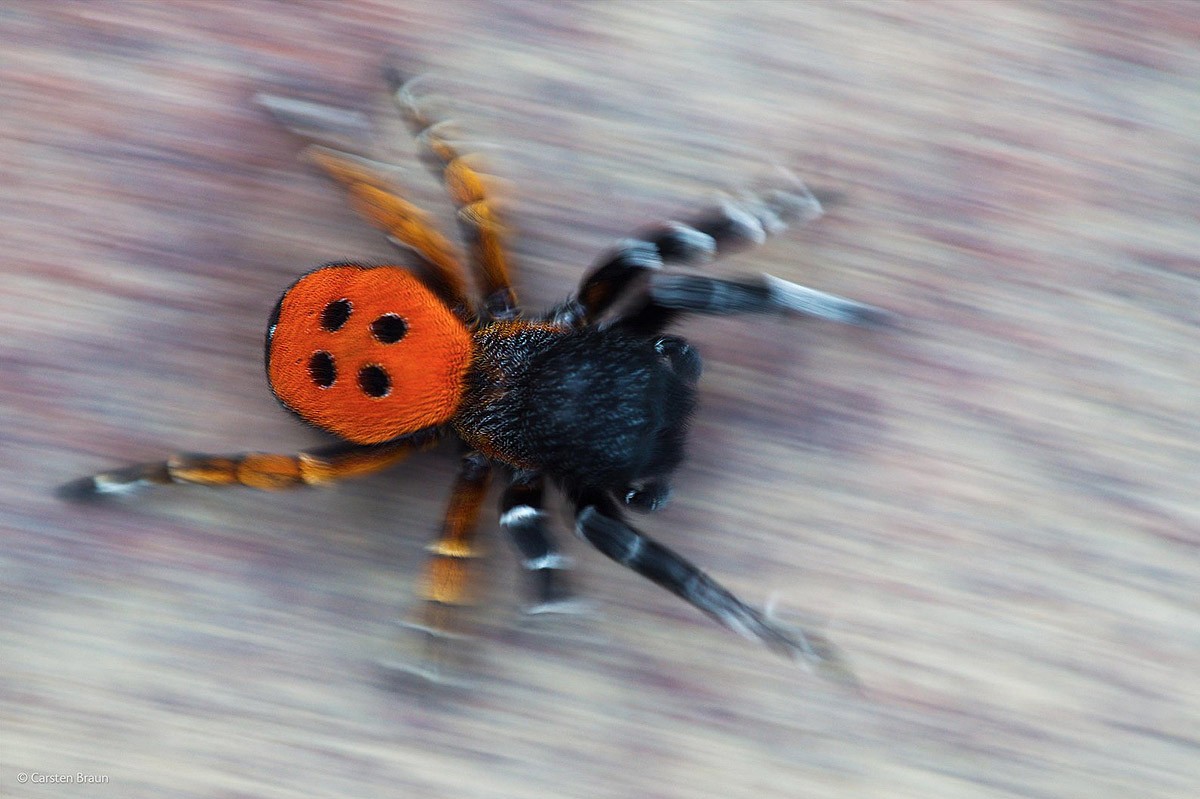 Wildlifephotographer04