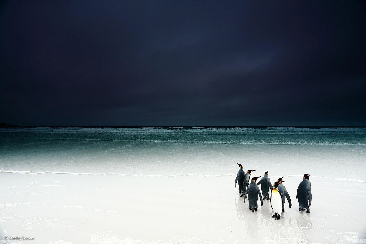 Wildlifephotographer06