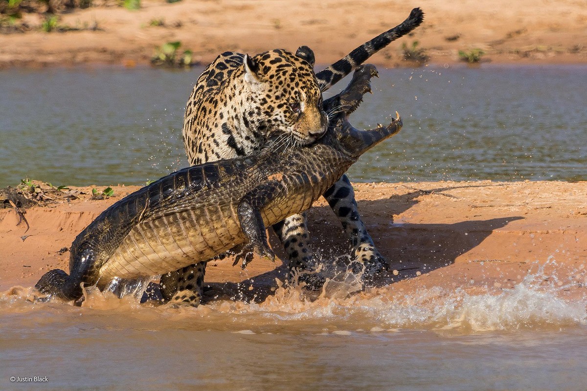 Wildlifephotographer09