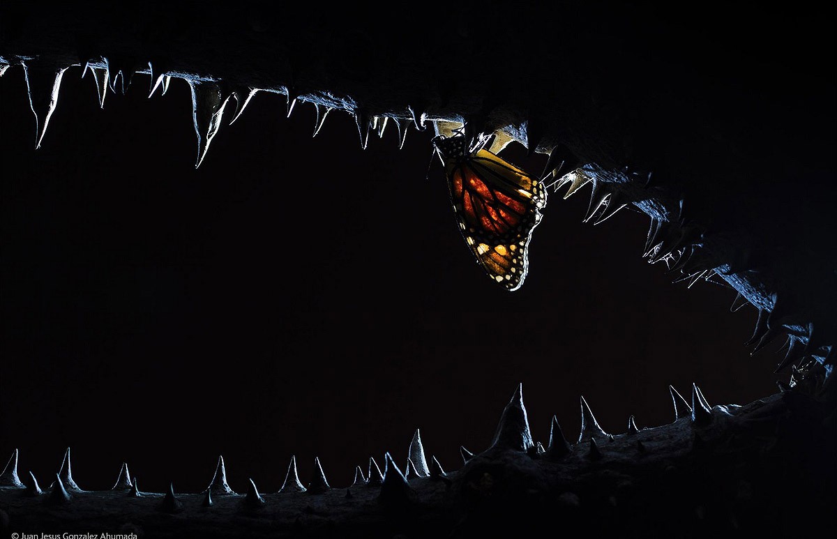 Wildlifephotographer11