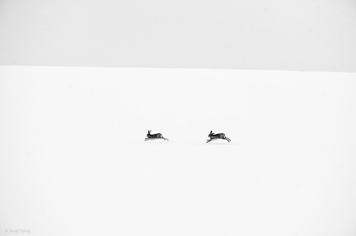 Wildlifephotographer13