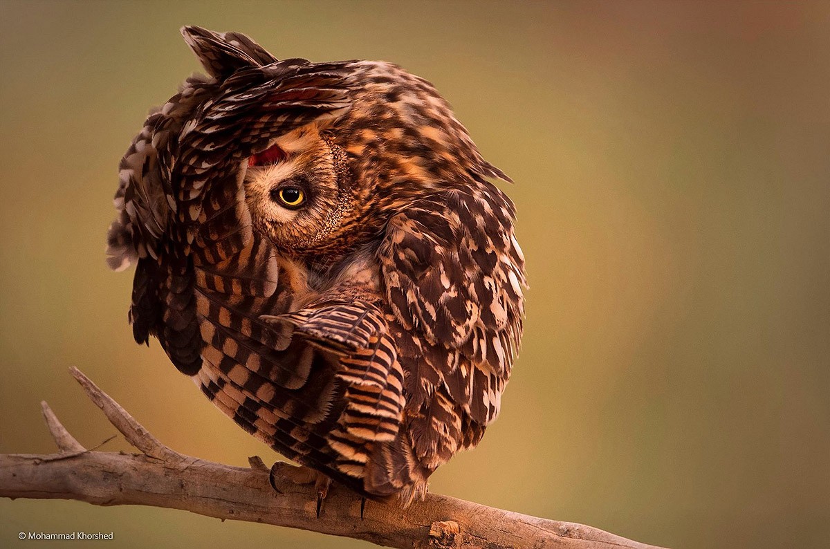 Wildlifephotographer14