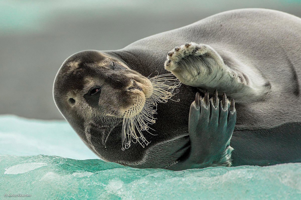 Wildlifephotographer15