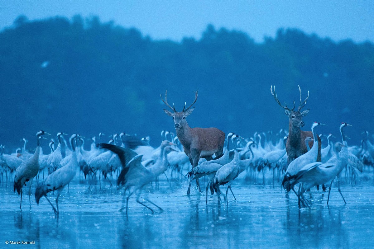 Wildlifephotographer16